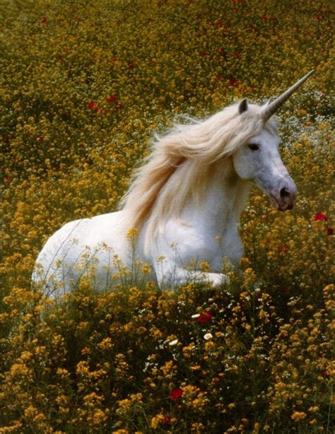 Unicorns and the Power of Belief: Manifesting Your Desires